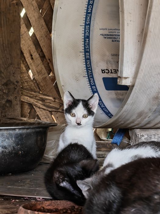 Pisicuțe spre adopție