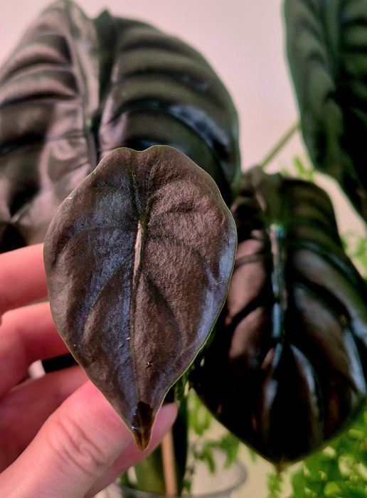 Молодые алоказии