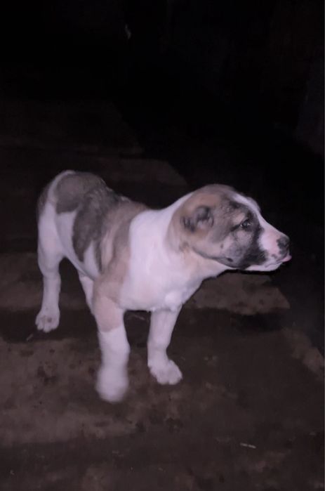 Продам щенка сао торг есть