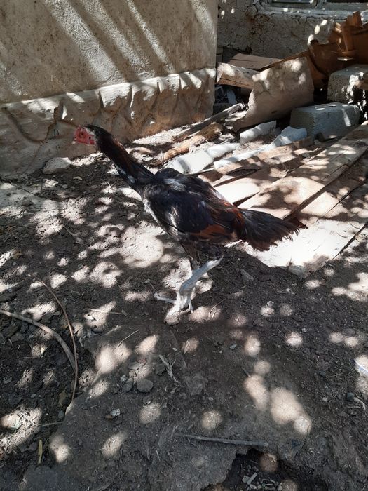 Куры Байтсовские Даканы