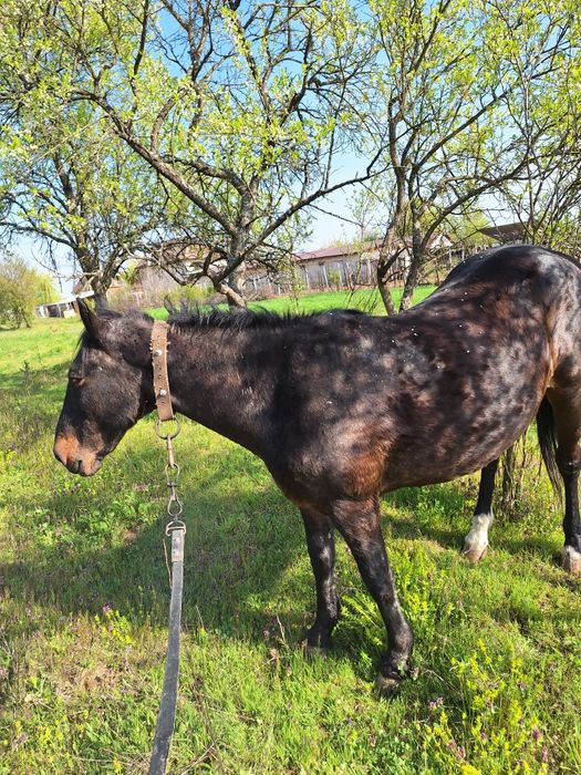 Vand cal invatat la caruta