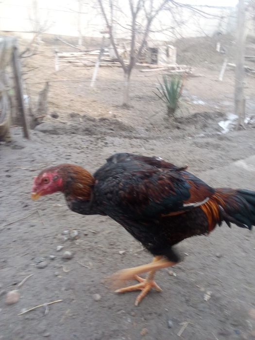 Kulangi zotdor juja 3,5 oylik 300000ming  urushmagan