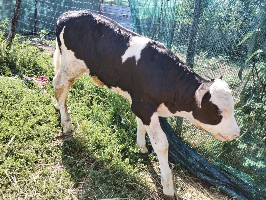 Vând Taurus și vițică