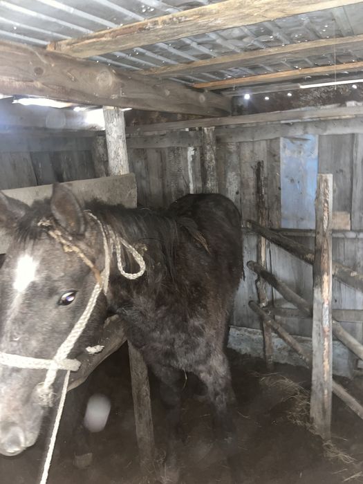 Продам 3 Лошадки