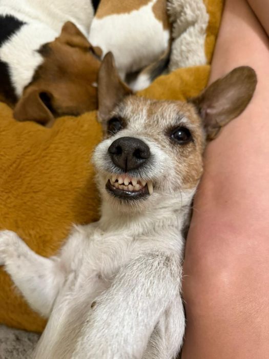 Джек Рассел терьер