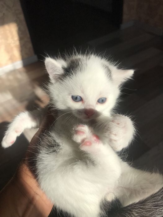 Отдам котят в хорошие руки, 3 мальчика, 1 девочка
