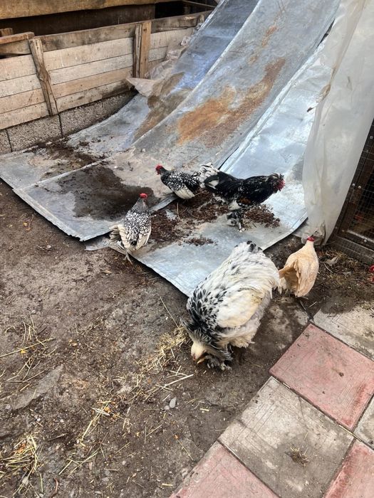 Хорозча Сбрайтлар сотилади