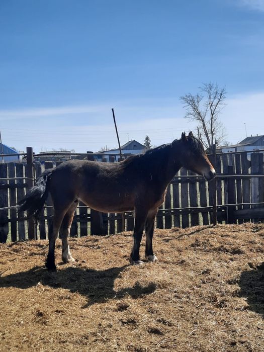 Кобылки 2 головы. По 700 тыс