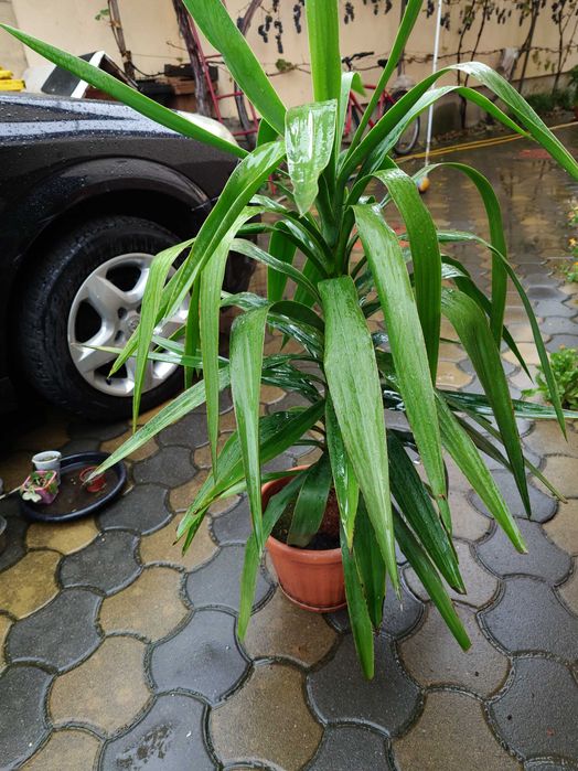 Palmier Yucca in Ghiveci
