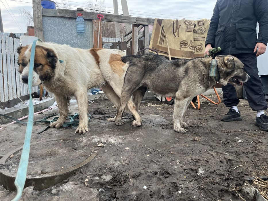 Продам алабая девочку