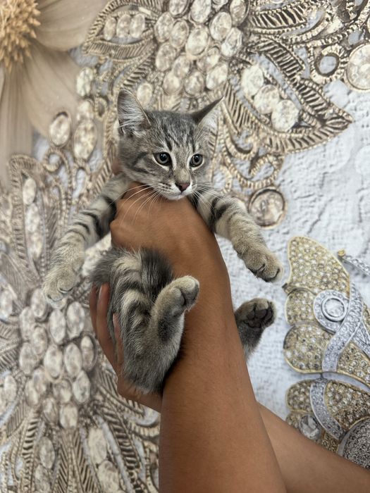 Отдаем котят в добрые руки