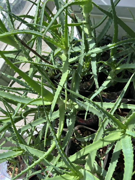 Настоящий АЛОЭ 5 лет