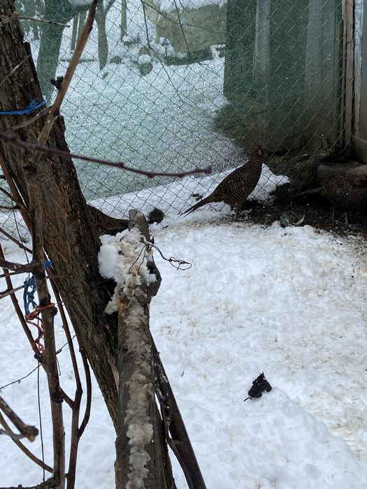 Fazănite din anul 2025