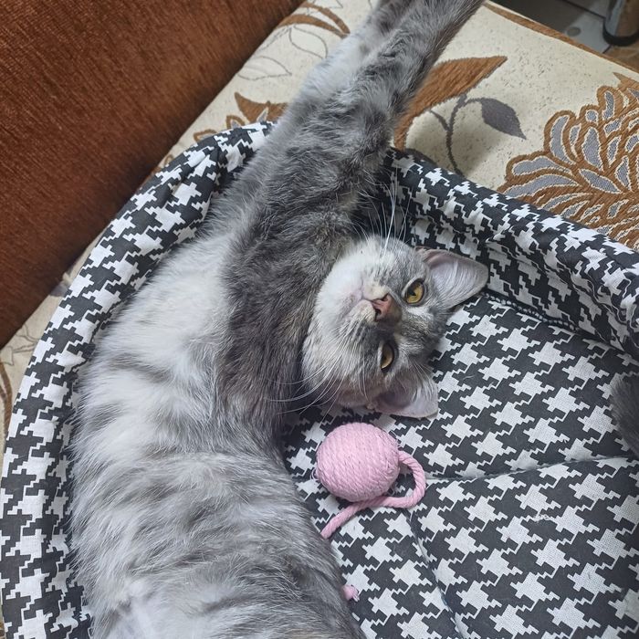 Котёнок 7 мес срочно ищем семью