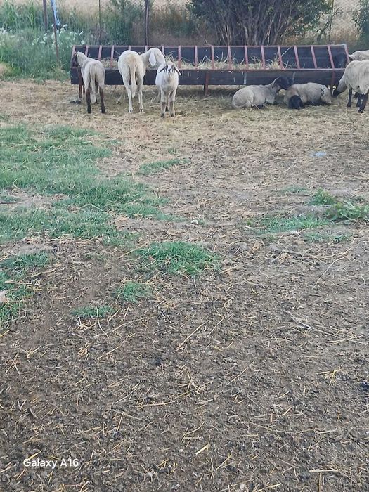 Vând 5 oi suffok și 7 miei