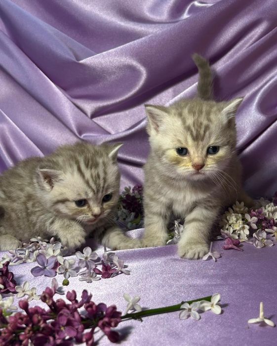 Котята шотландские