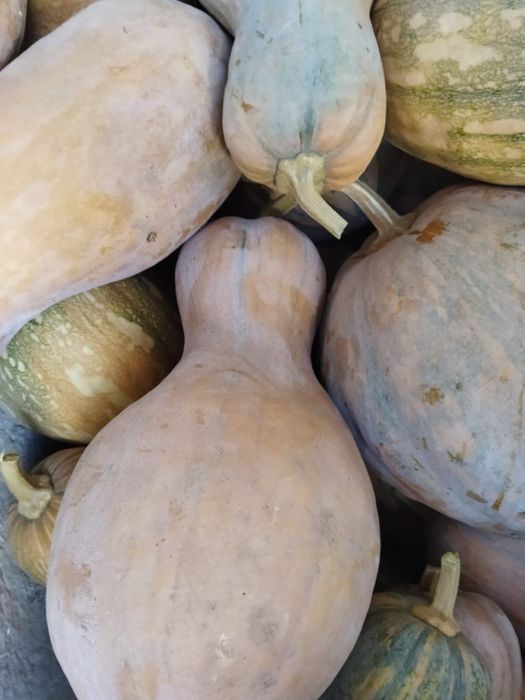 Продам тыкву мантную