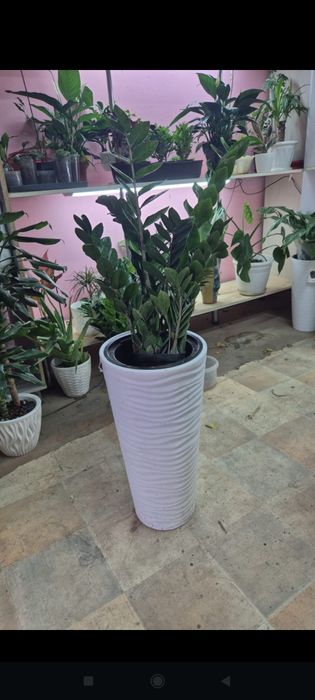 Замиокулькас доллар сатылады