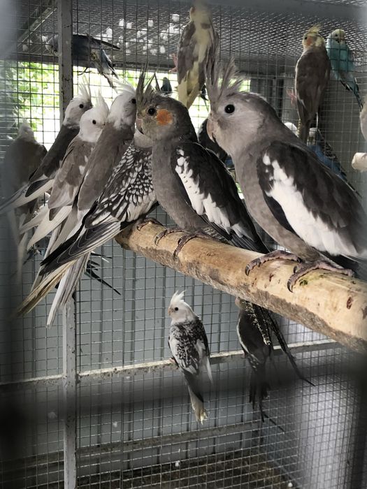 Pui papagali nimfa nimfe