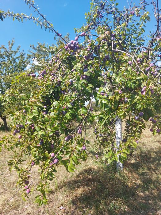 Vând prune soi Anaspet