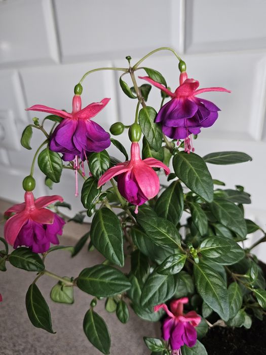 Комнатные цветы Фуксия сортовая