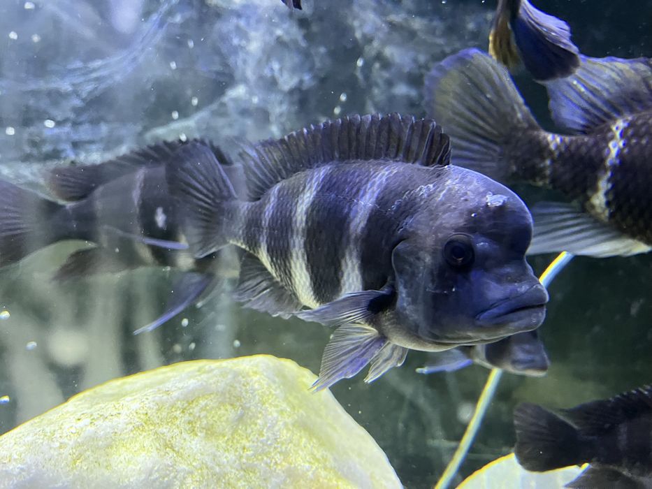 Фронтоза Бурунди