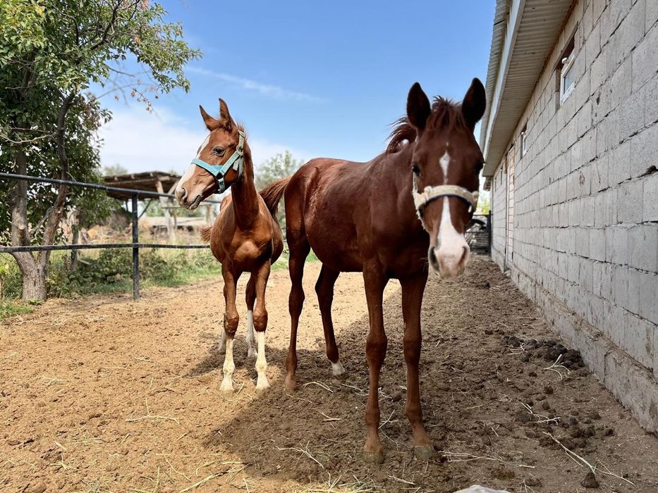 Жабағылар сатылады