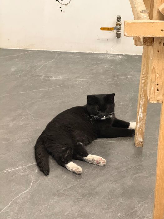 Кот, ~6 месяцев.