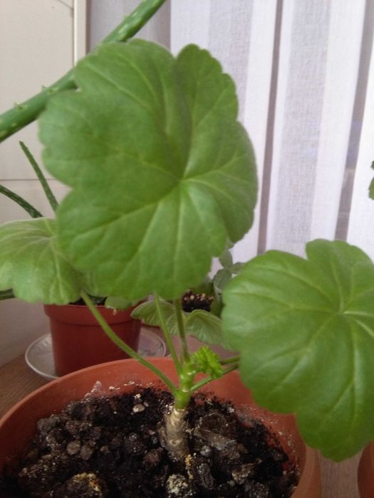 Герань (пеларгония)