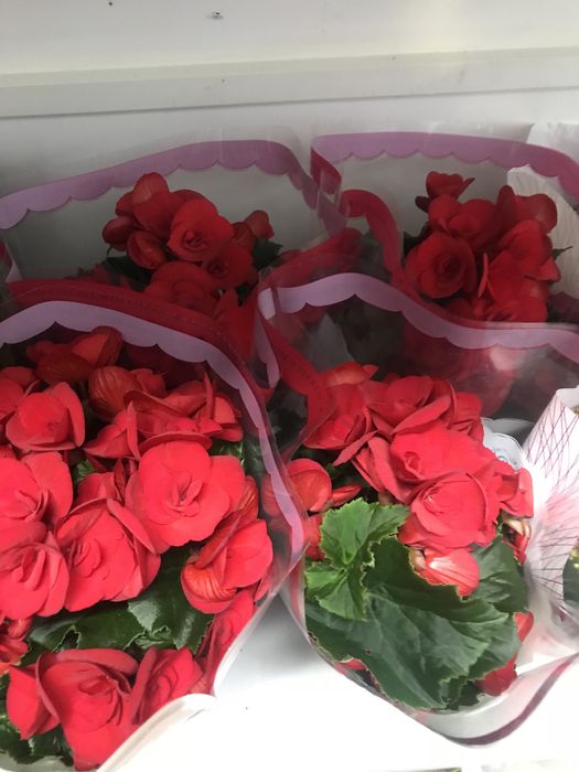 Комнатные цветы