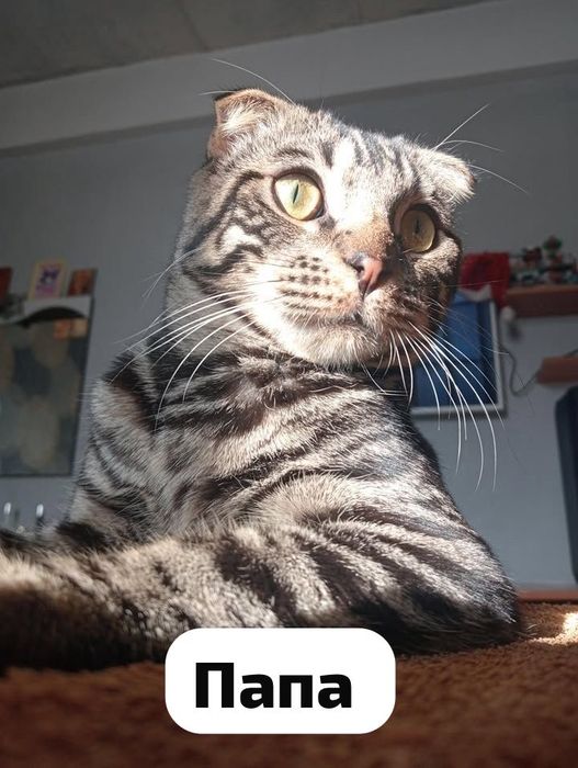 Котята в добрые руки!!!