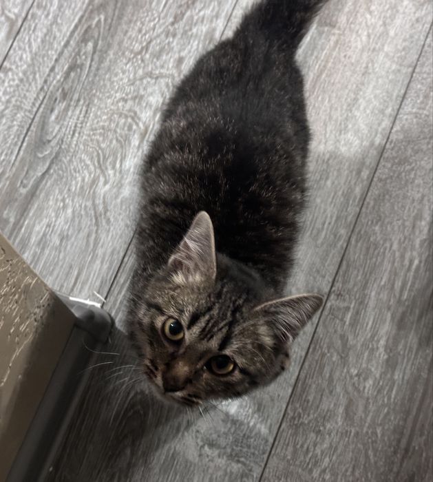 Котенок подросток