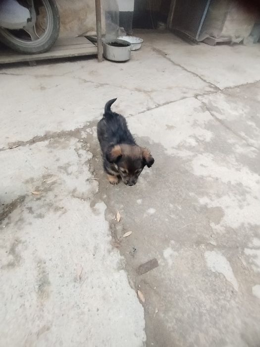 Щенки Звоночки. Бесплатно.