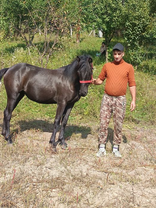 Vând iapa de doi ani