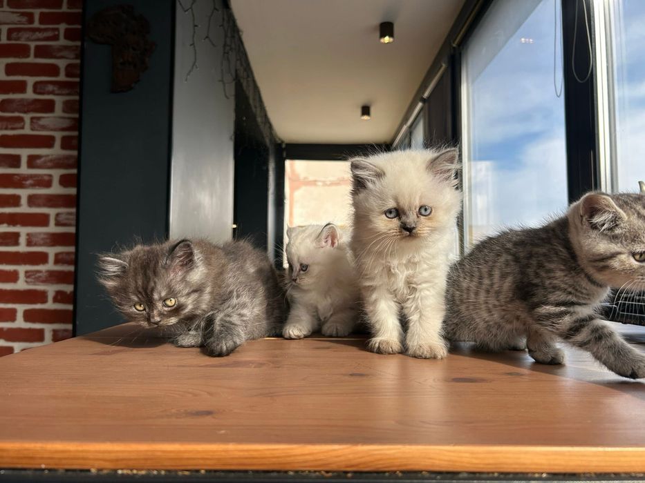 Британски котета