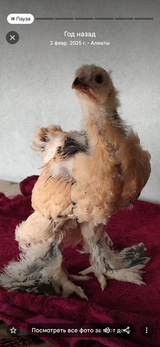 Цыплята Брама палевая