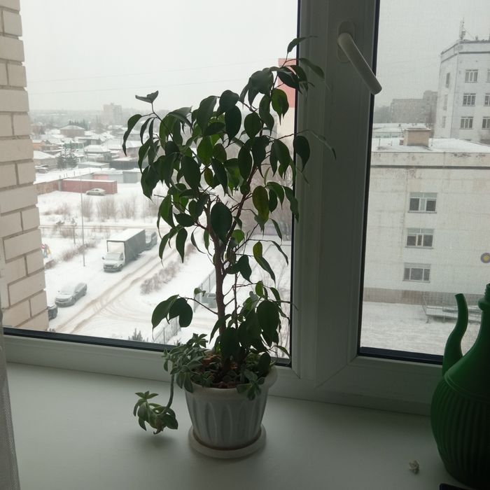 Прродам фикус Бенджамина