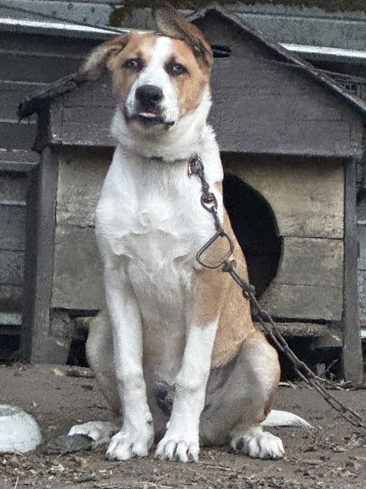 Подарявам куче(Алабай с Ретрийвър смеска)