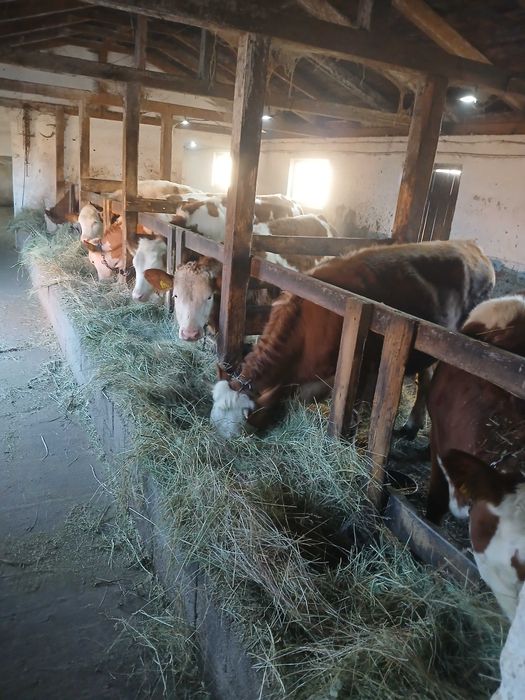 Vitele baltata germana