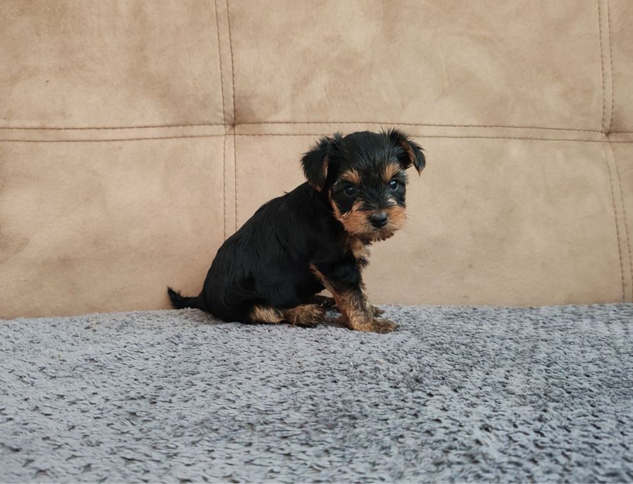 Йоркширски териер