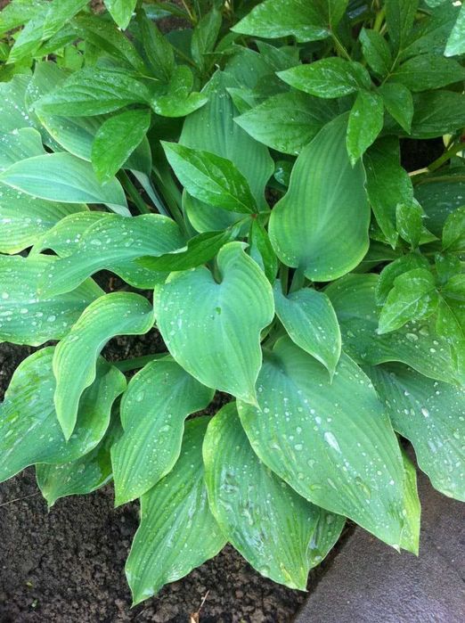 хосты -многолетние растения более 10 сортов