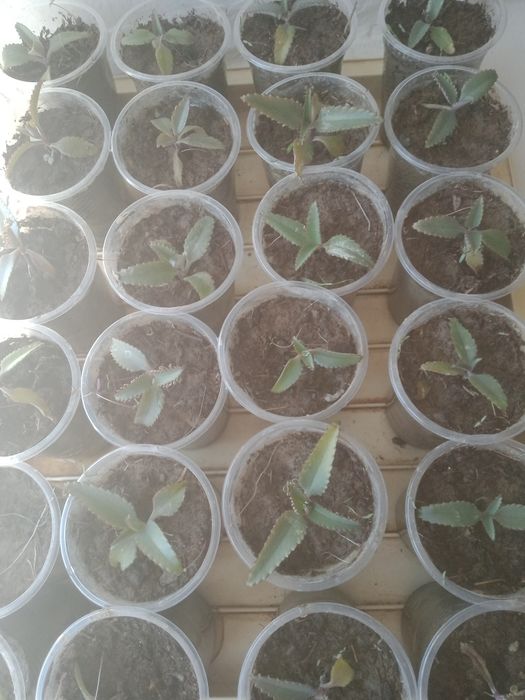 Продам живое дерево