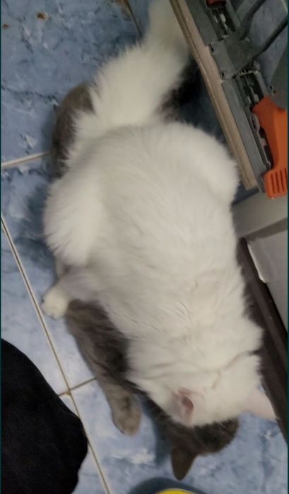 Вязка кот турецкого ангор