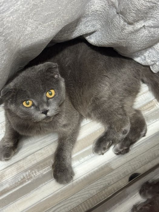 шотландская кошечка