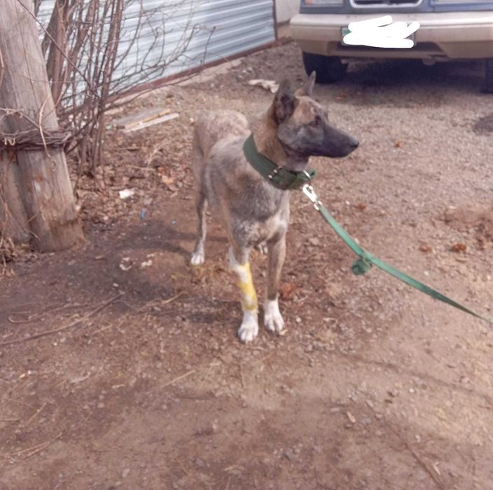 Отдам собаку в хорошие руки