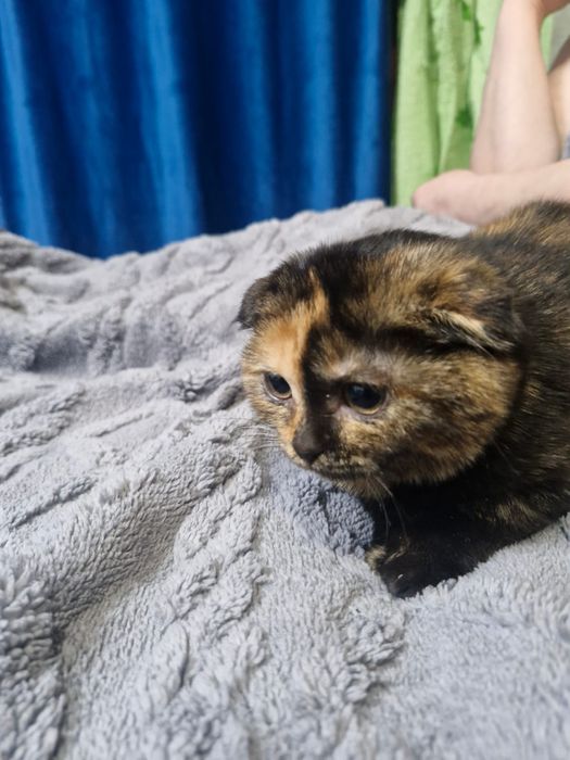 Продам котят шотландцы