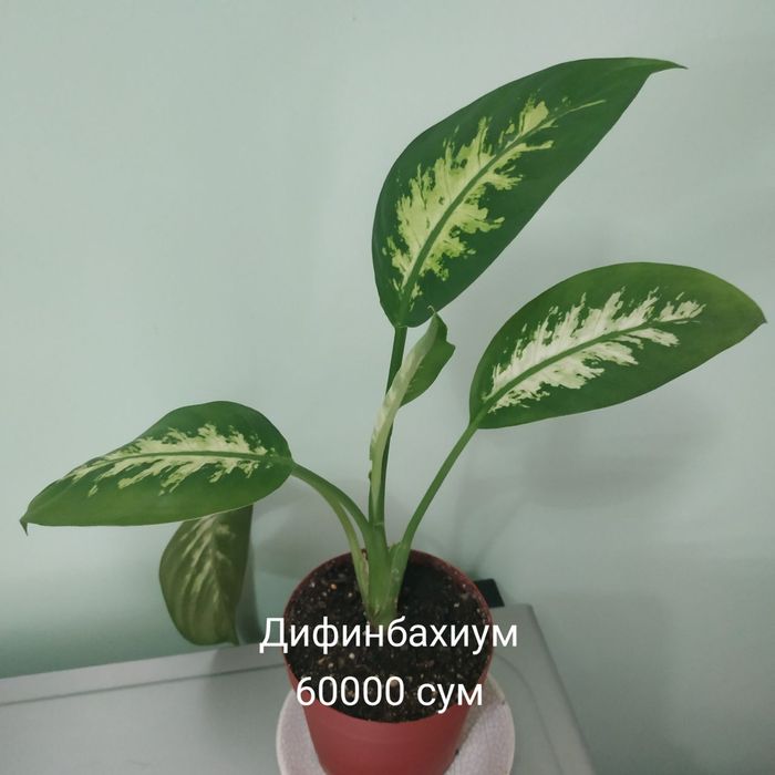 Продаются комнатные цветы