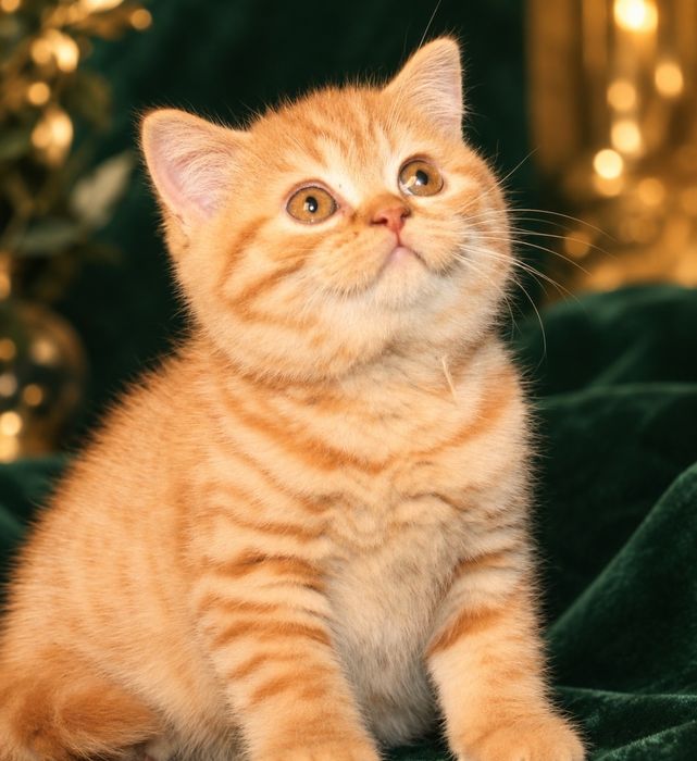 Котята от Питомника Golden Fox