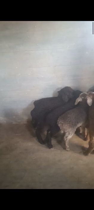 Козы сатылады козылар