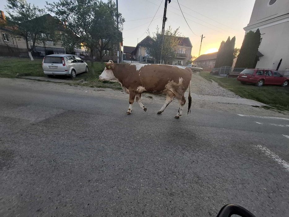 Vand vaca baltata romana